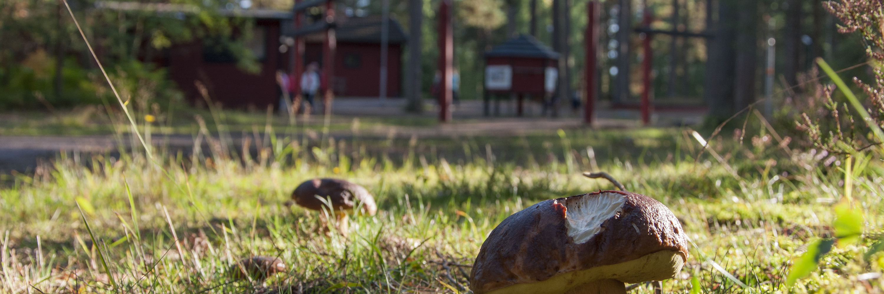 Miljöbild över Rankås startområde. Svampar i förgrunden.