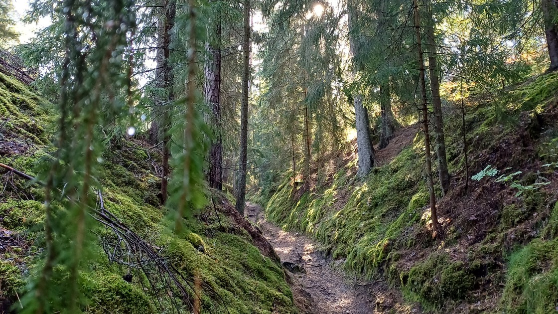 Segertorpsleden och gammelskogsleden