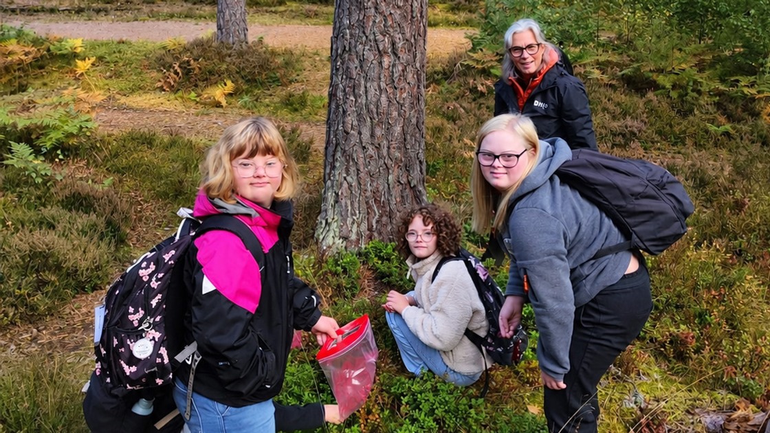 Bärplockning i Rankåsskogen.