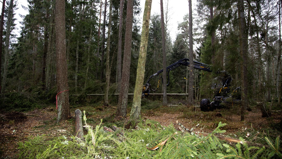 Hyggesfritt skogsbruk i Hackeskogen, skogsområdet vid Fågelvikskolan och Sportparken.