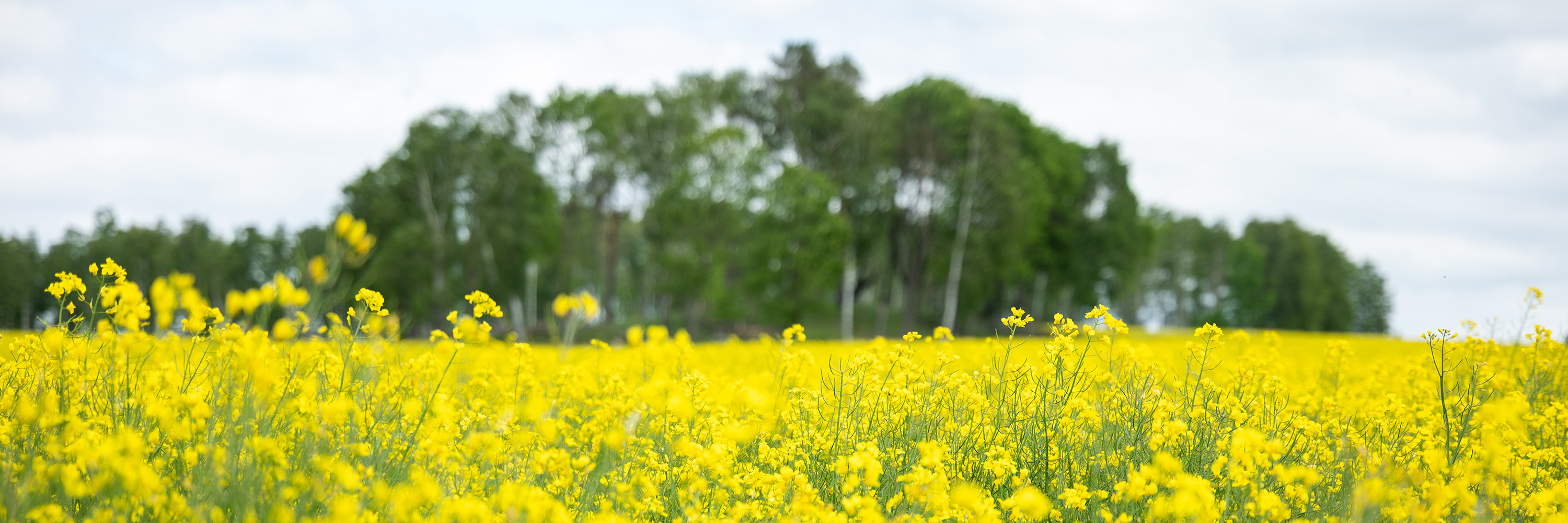Landsbygd i Tibro kommun,