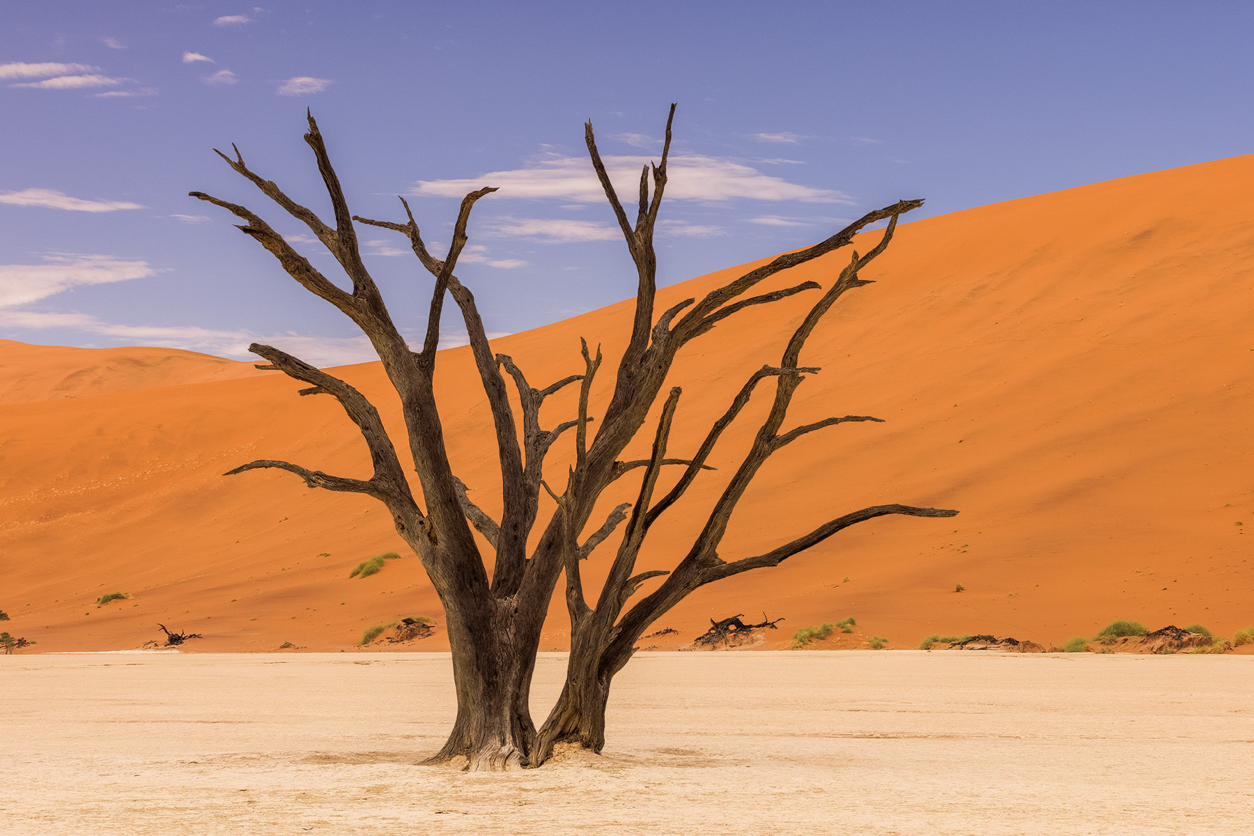 Fotografi från en öken i Namibia. Gul sand, blå himmel och ett kalt träd.