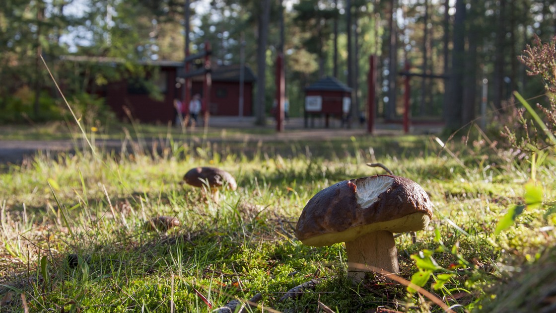 Miljöbild över Rankås startområde. Svampar i förgrunden.