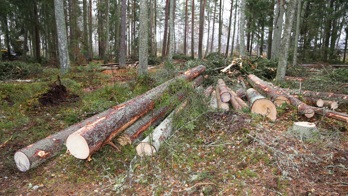 Hyggesfritt skogsbruk i Hackeskogen, skogsområdet vid Fågelvikskolan och Sportparken.