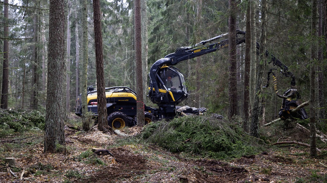 Hyggesfritt skogsbruk i Hackeskogen, skogsområdet vid Fågelvikskolan och Sportparken.