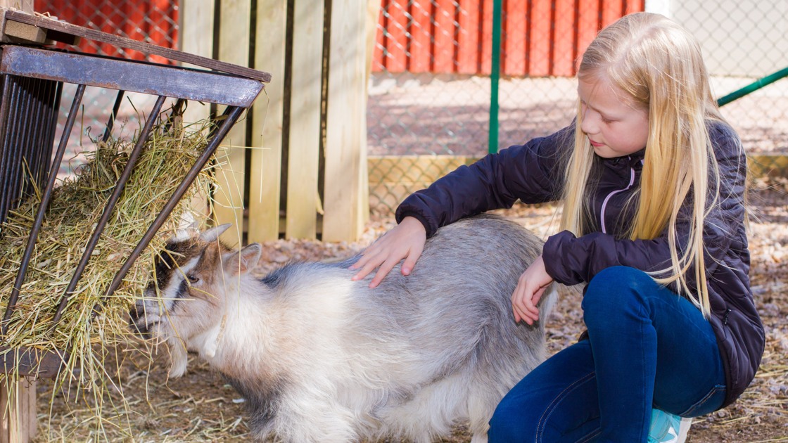 Getklappning på Mini-Zoo.