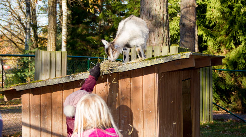 Barn matar get på Mini-Zoo.