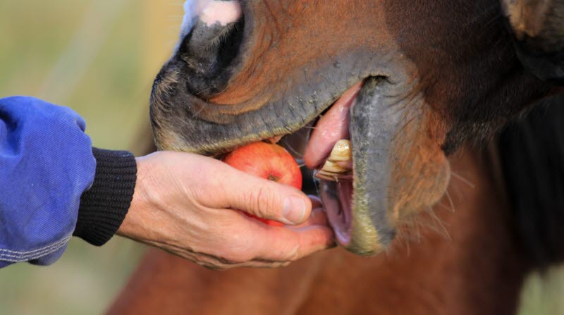 Häst som äter äpple.