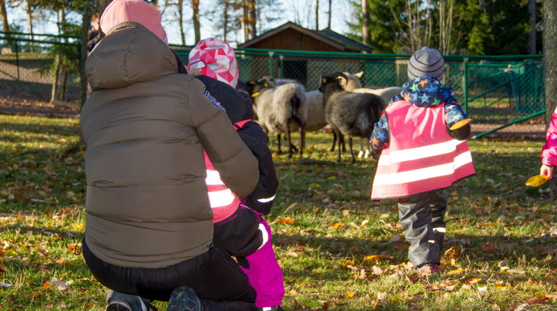 Förskolebarn tittar på getter på Mini-Zoo