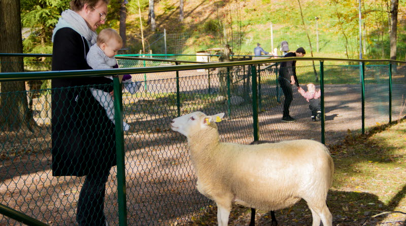 Pappa med litet barn som tittar på ett får på Mini-Zoo.